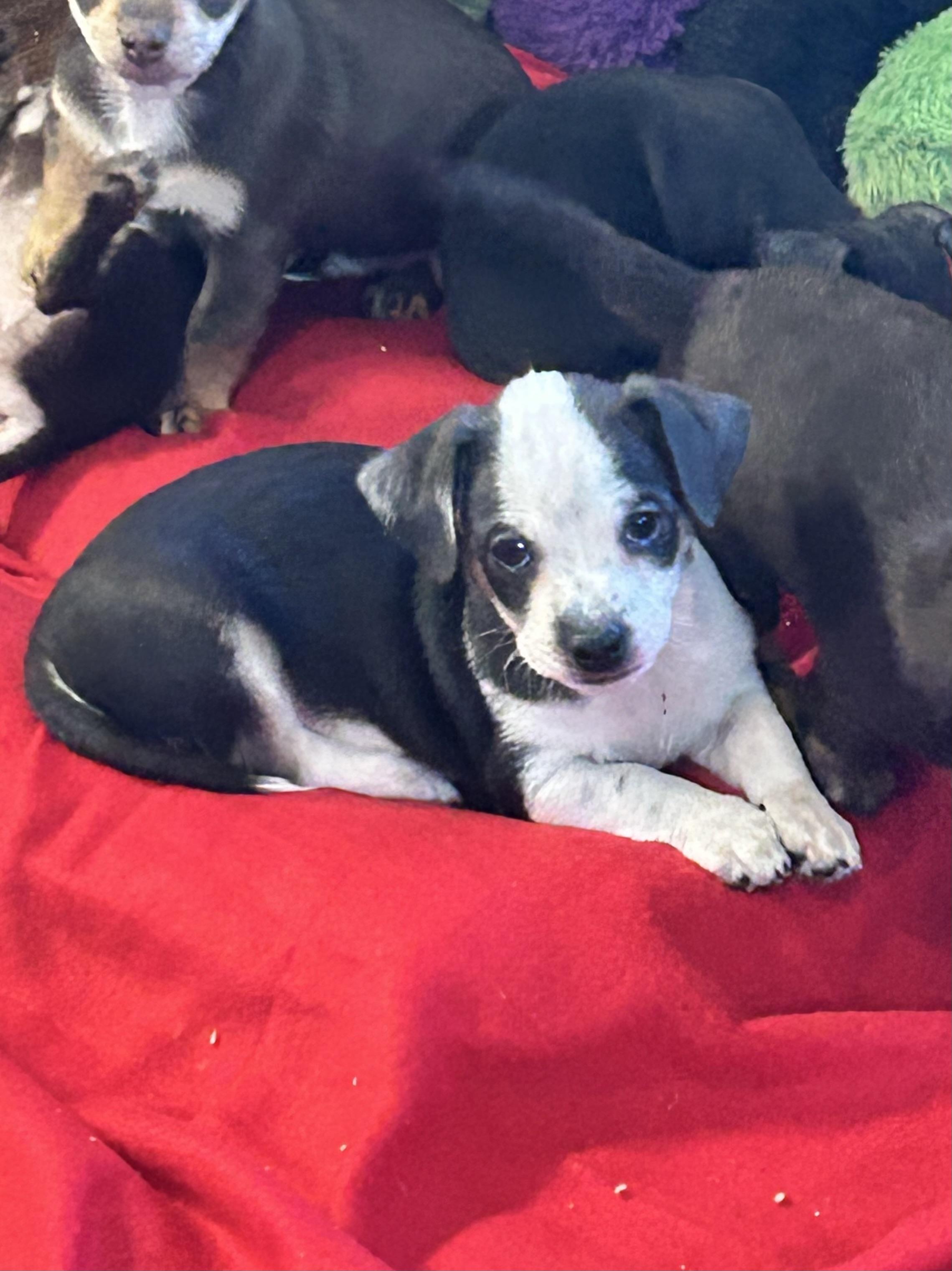 Enlarge HONDO, a Adoptable Chihuahua in Elyria, OH image 3/5