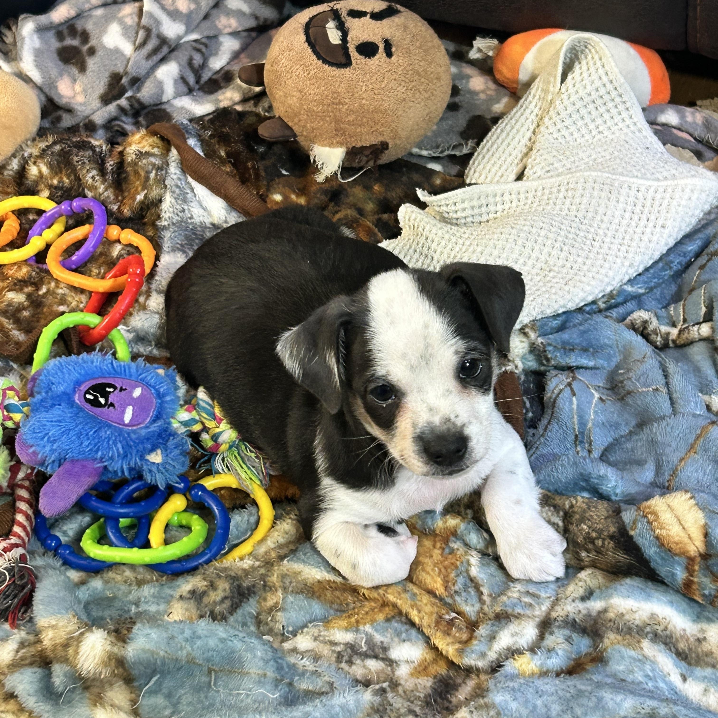 HONDO, Adoptable, Puppy Male Chihuahua.
