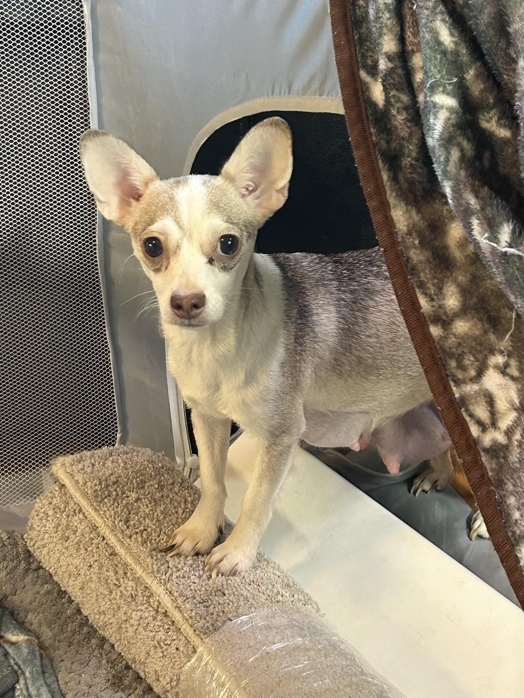 Enlarge HONDO, a Adoptable Chihuahua in Elyria, OH image 5/5