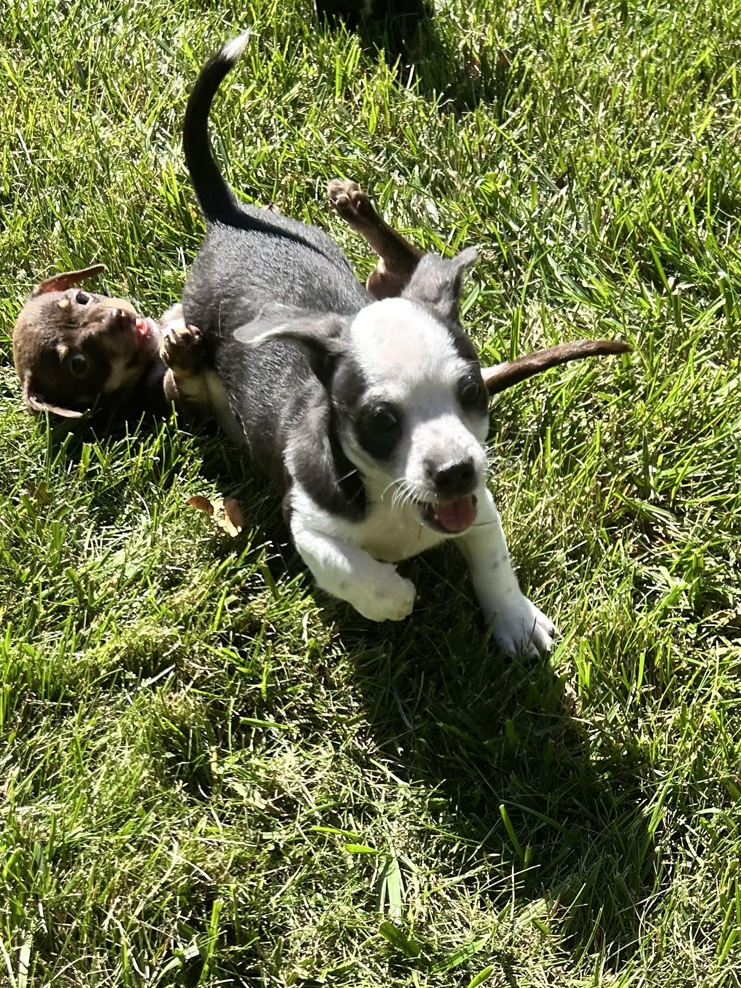 Enlarge HONDO, a Adoptable Chihuahua in Elyria, OH image 2/5