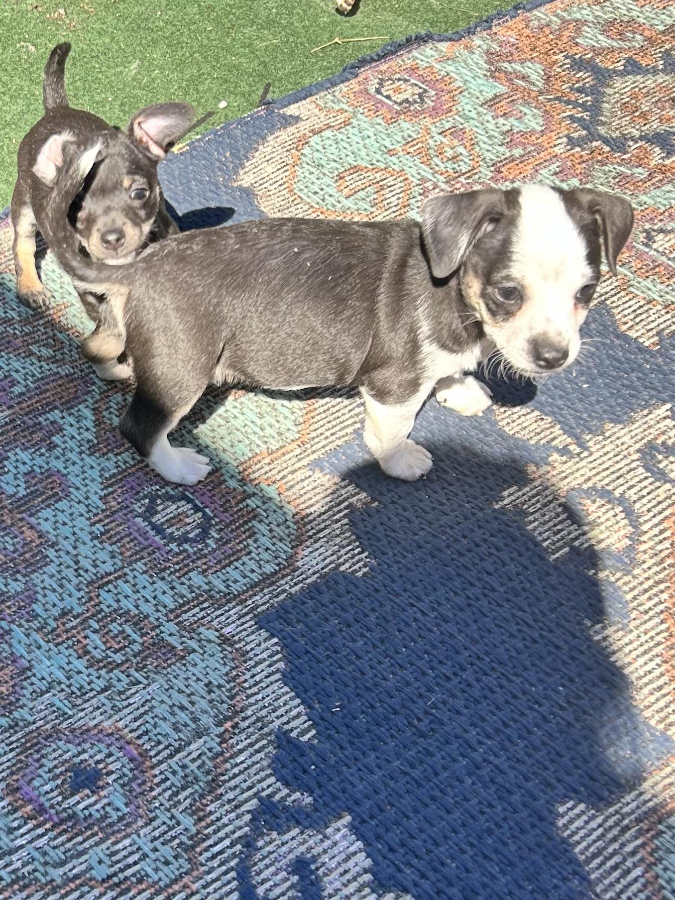 Enlarge HONDO, a Adoptable Chihuahua in Elyria, OH image 4/5
