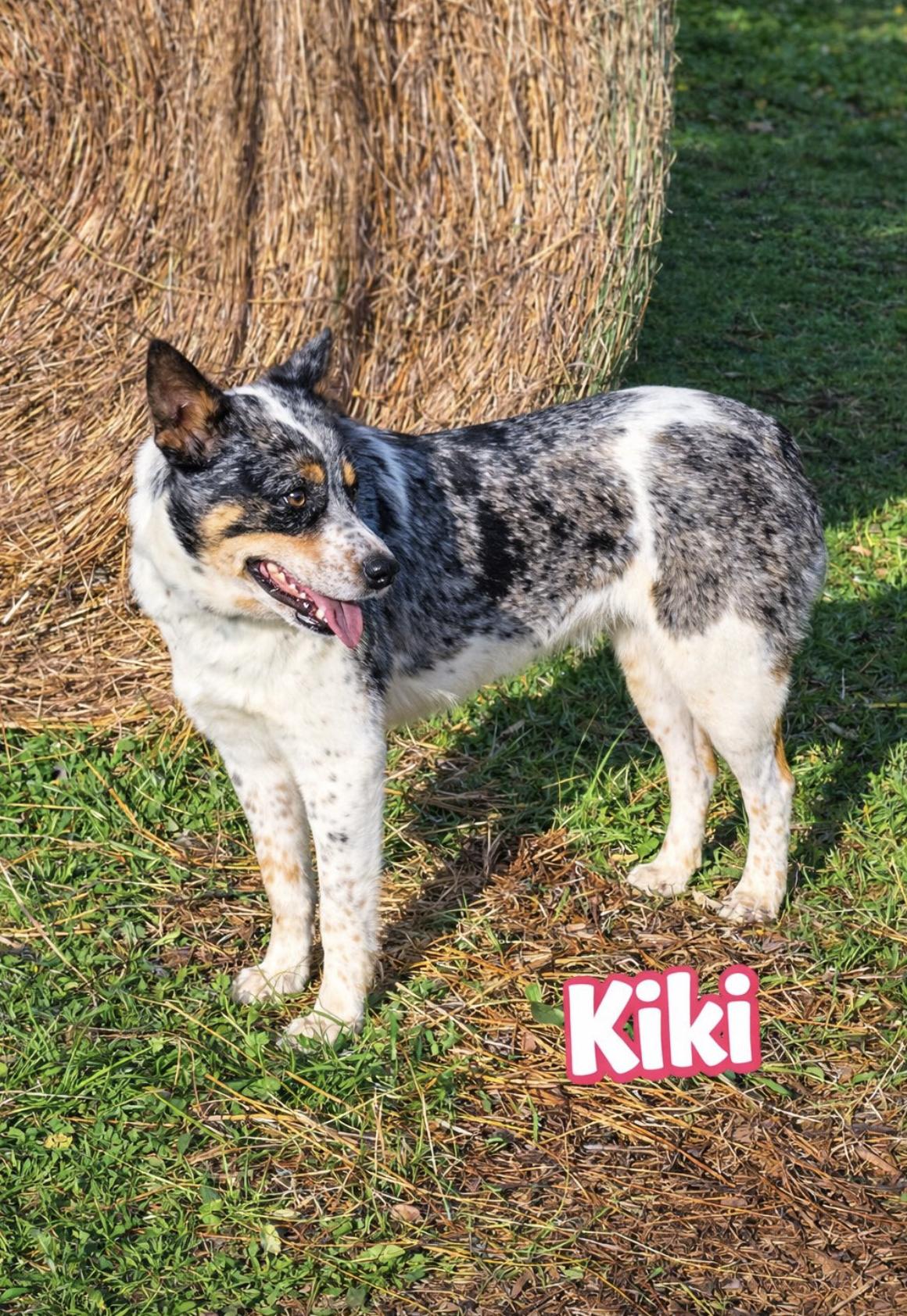 Enlarge KiKi , an adopted Australian Shepherd in Ann Arbor, MI image 2/5