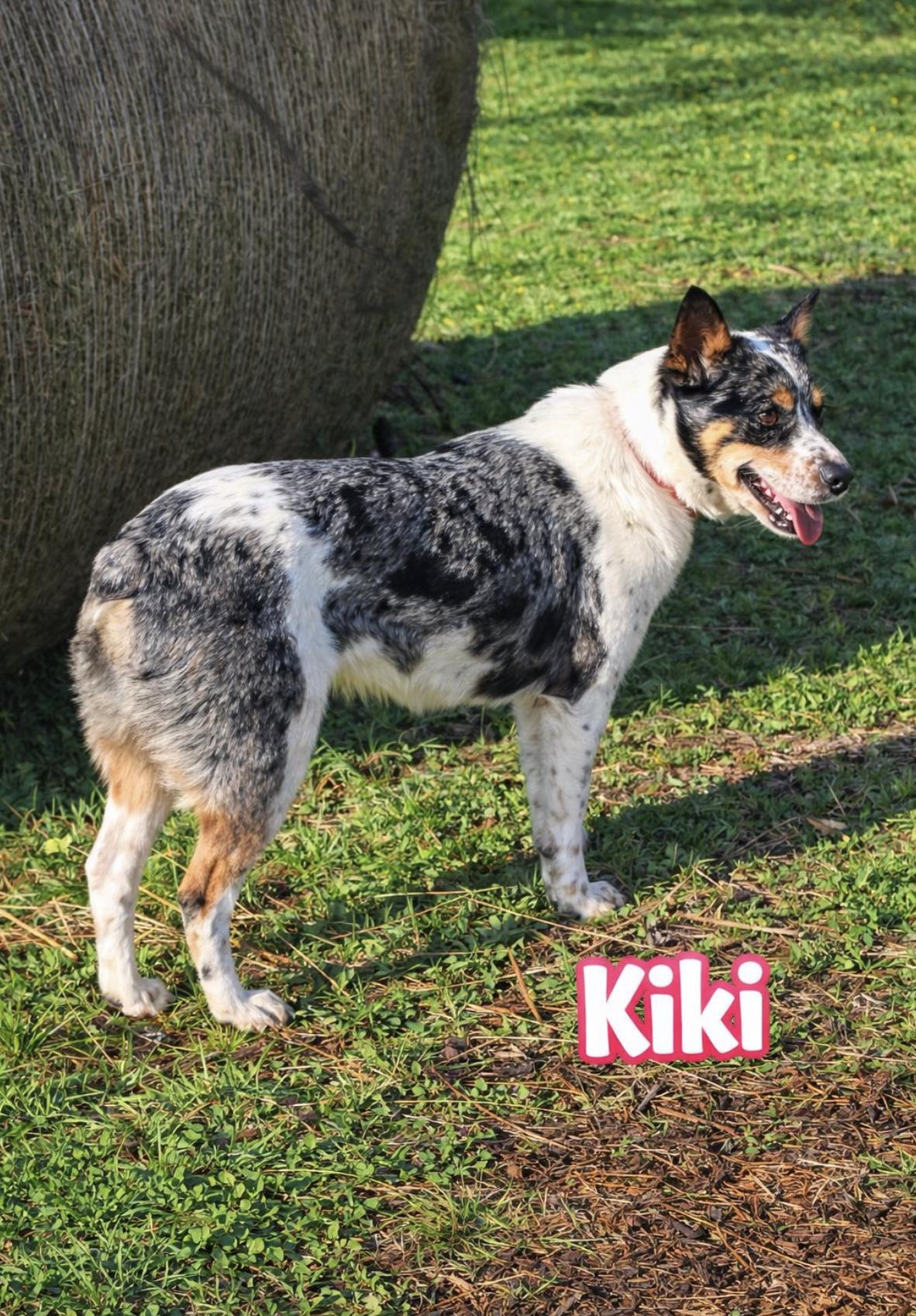 Enlarge KiKi , an adopted Australian Shepherd in Ann Arbor, MI image 4/5