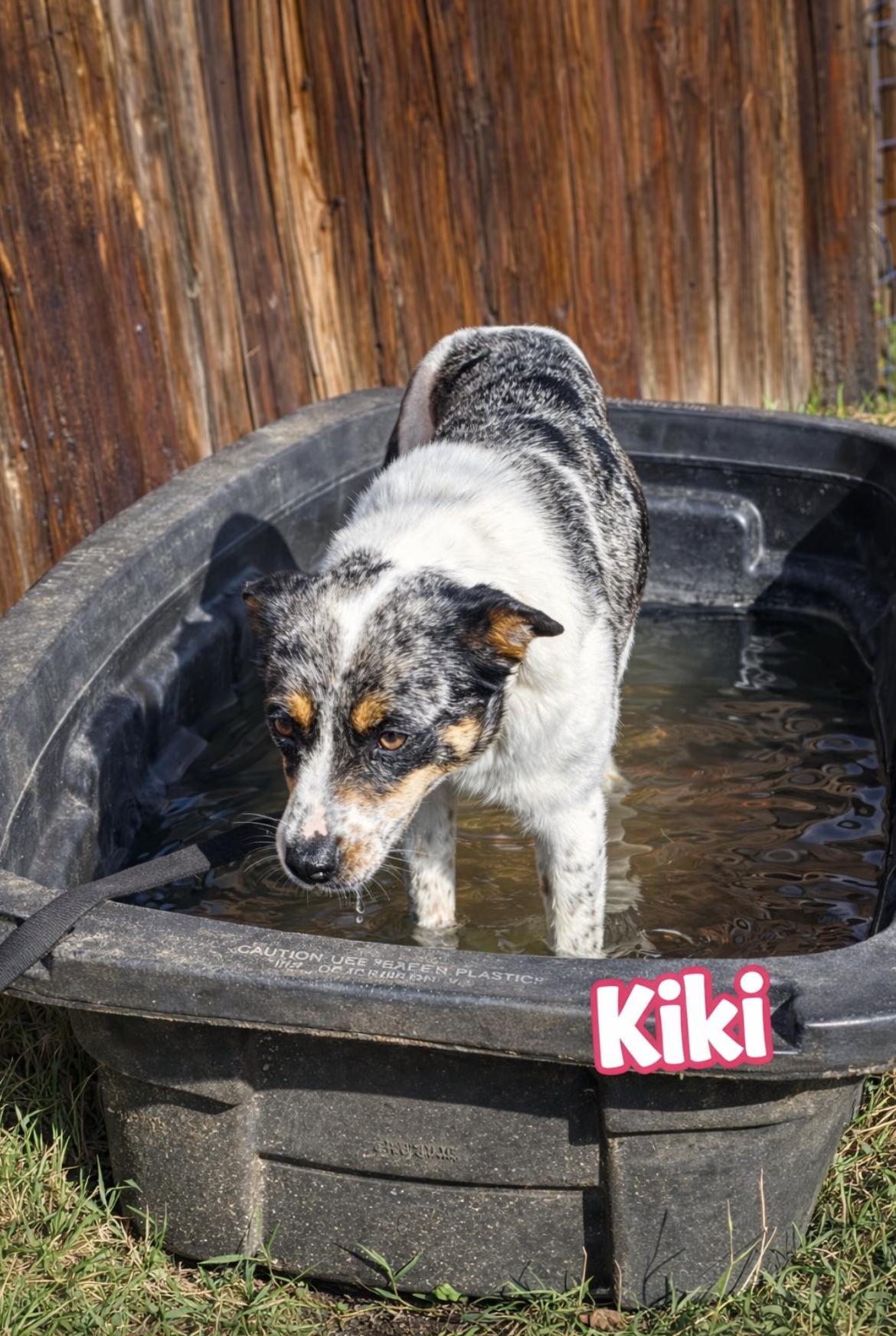 Enlarge KiKi , an adopted Australian Shepherd in Ann Arbor, MI image 5/5