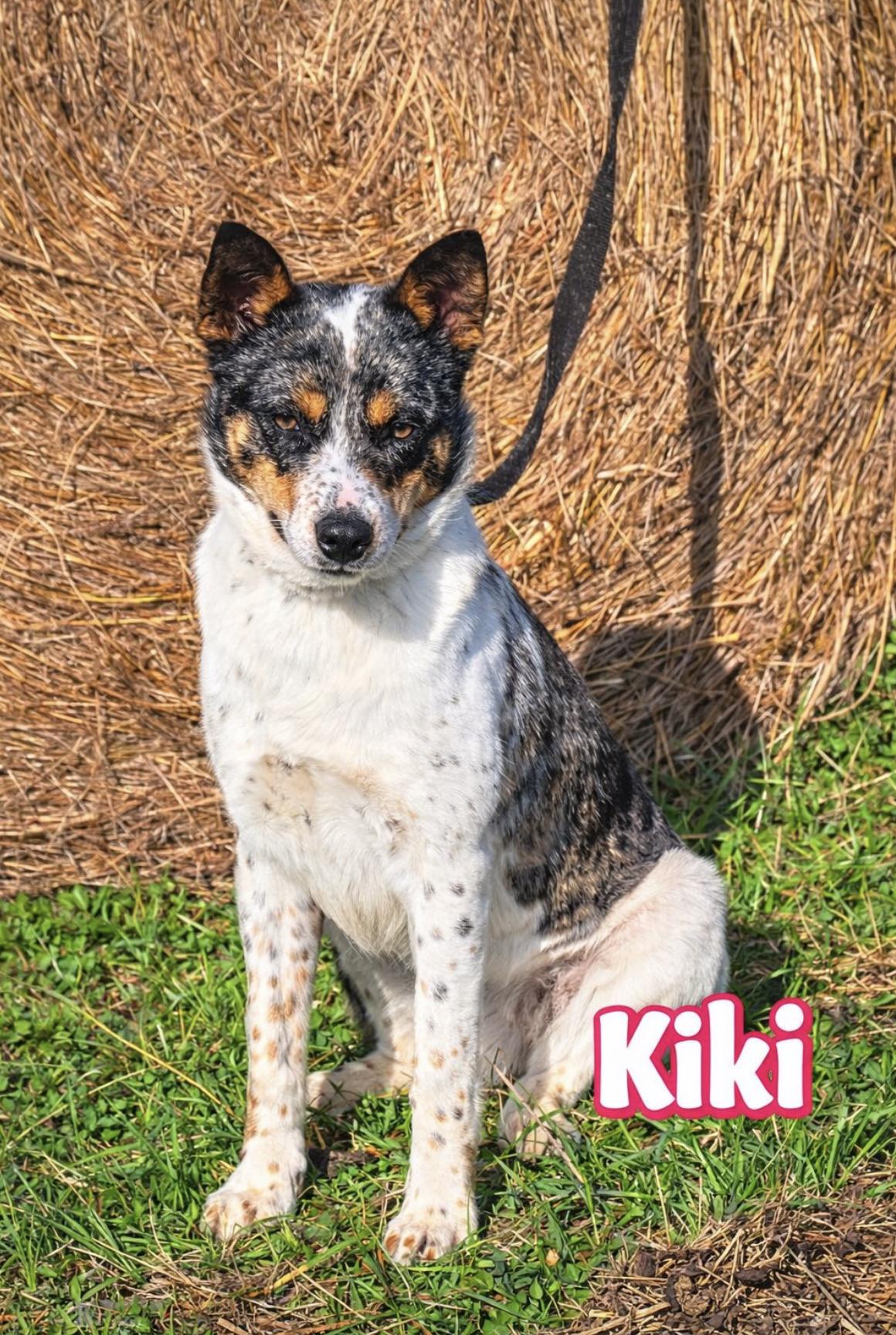 KiKi , adopted, Young Female Australian Shepherd.