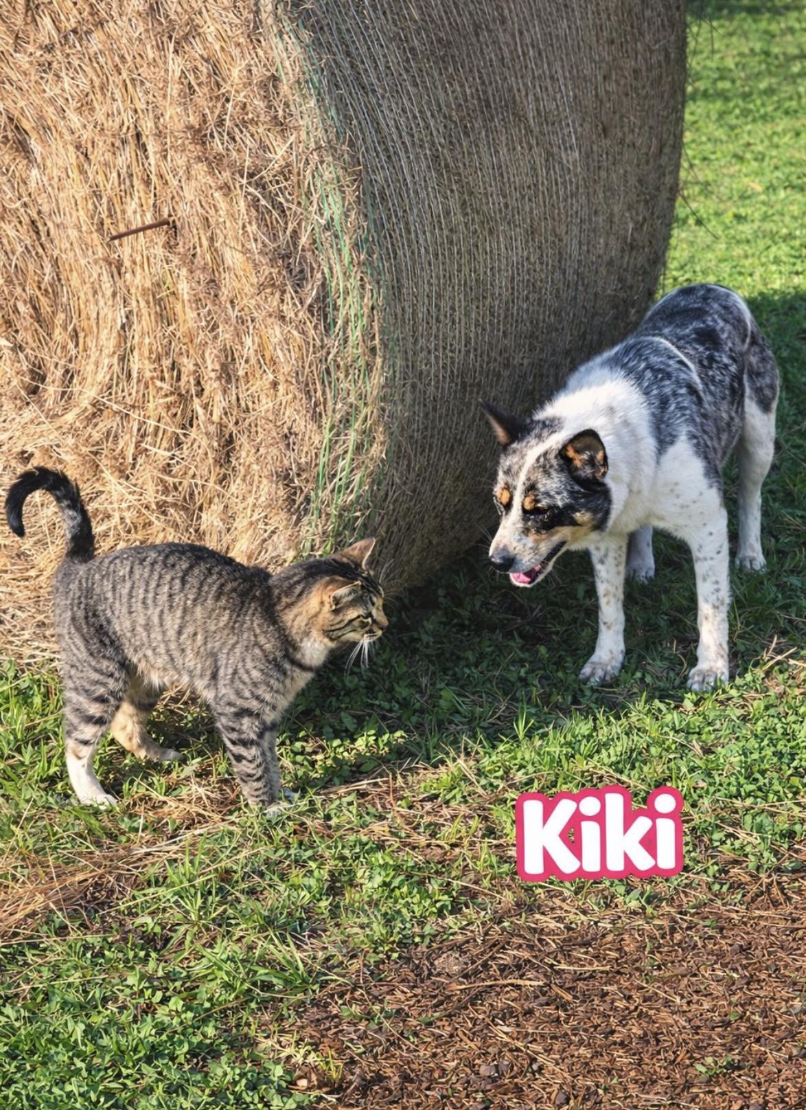 Enlarge KiKi , an adopted Australian Shepherd in Ann Arbor, MI image 3/5