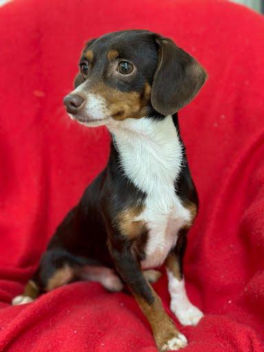 Fudge, ADOPTABLE, Adult Male Chiweenie.