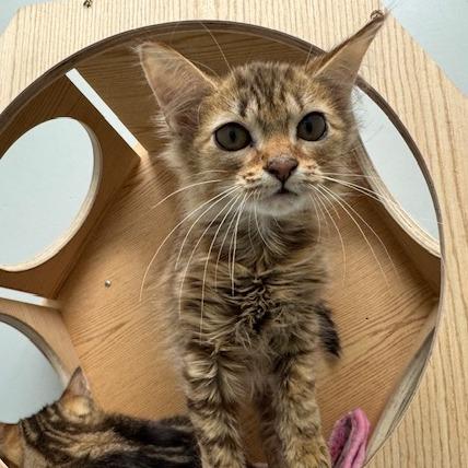 Chonk, Adoptable, Young Female Domestic Medium Hair.