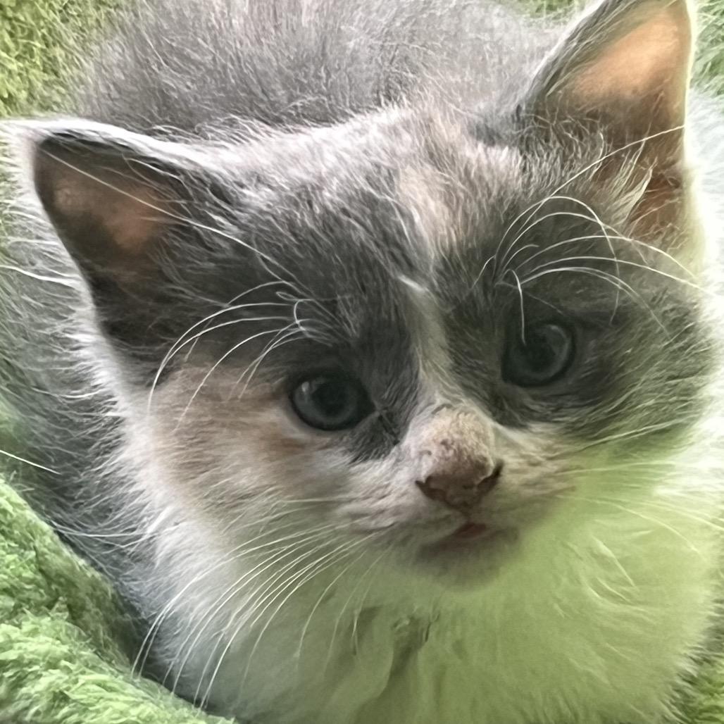 Violet, Adoptable, Kitten Female Domestic Medium Hair.