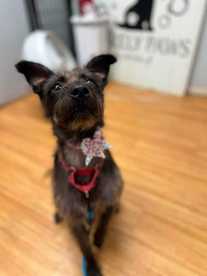 Enlarge Scrappy, a Adoptable mixed breed in Orland Park, IL image 6/6