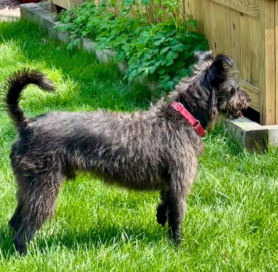 Enlarge Scrappy, a Adoptable mixed breed in Orland Park, IL image 3/6