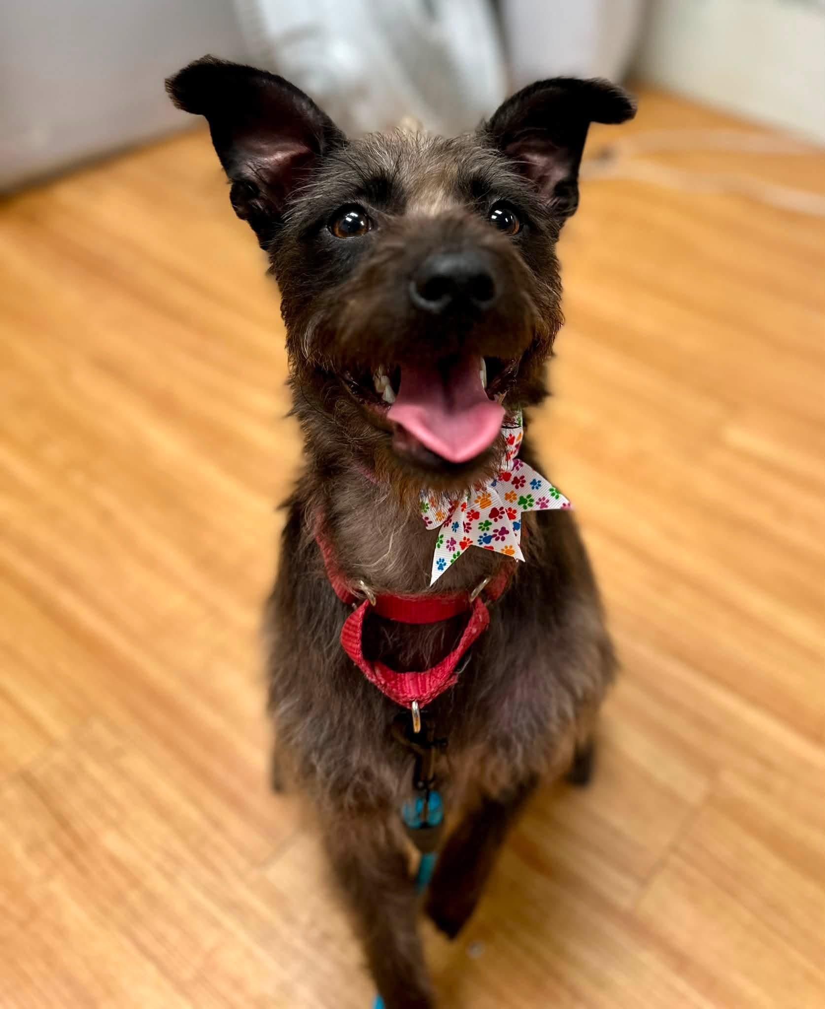 Scrappy, Adoptable, Young Male Terrier.