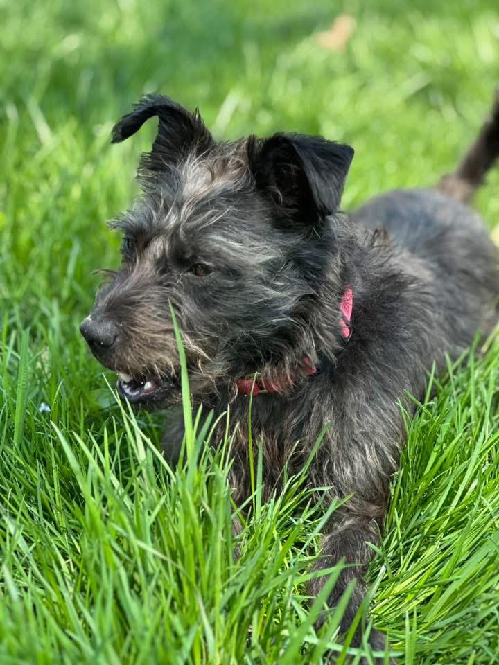 Enlarge Scrappy, a Adoptable mixed breed in Orland Park, IL image 4/6