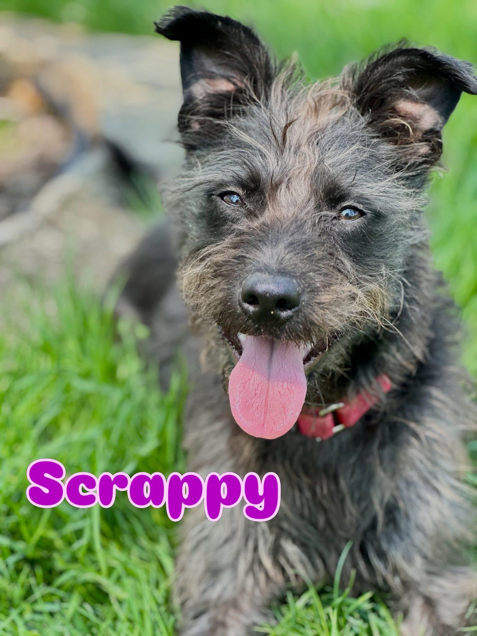 Enlarge Scrappy, a Adoptable mixed breed in Orland Park, IL image 2/6