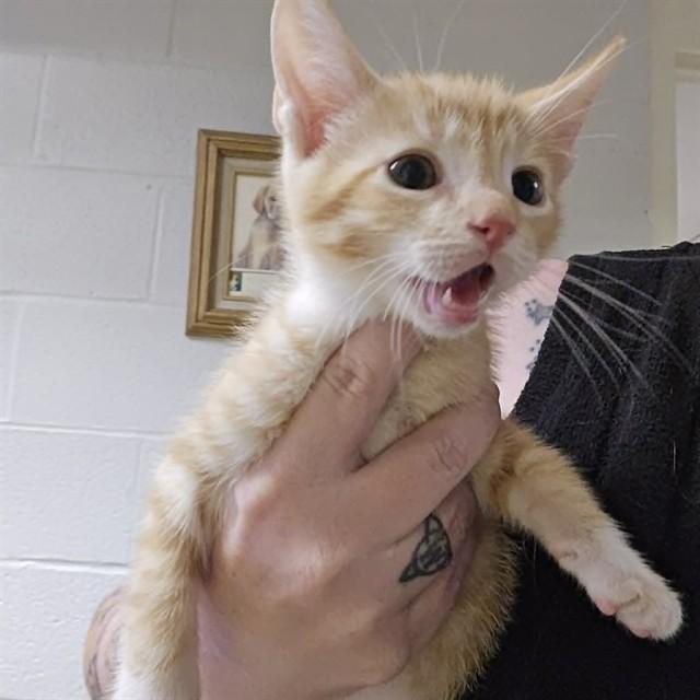 Enlarge ICE MAN, a Adoptable Domestic Short Hair in Easton, MD image 1/1