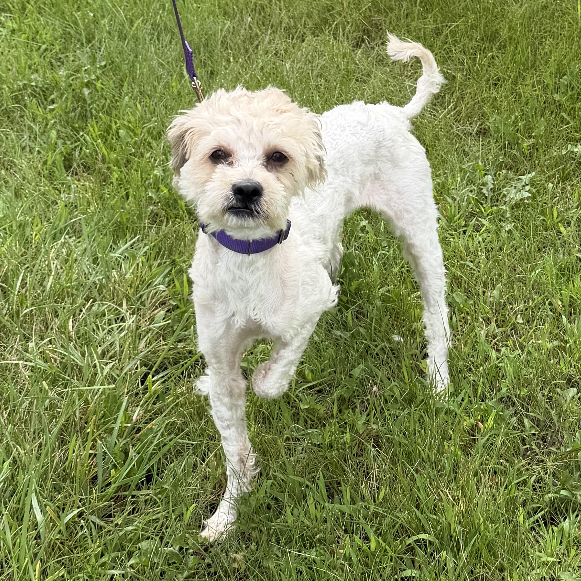Enlarge Puff, an adopted mixed breed in Libertyville, IL image 3/3