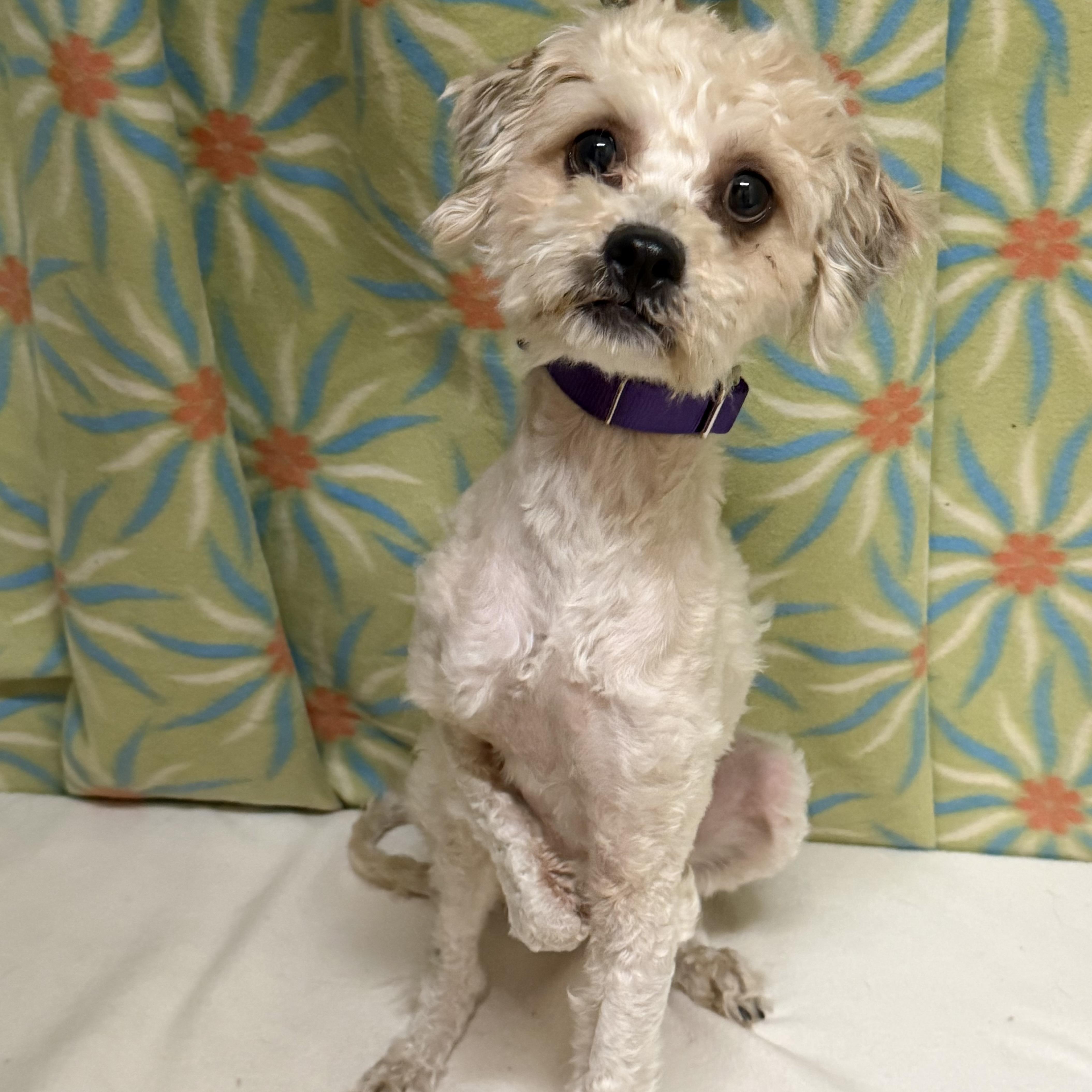 Puff, adopted, Adult Female Poodle.