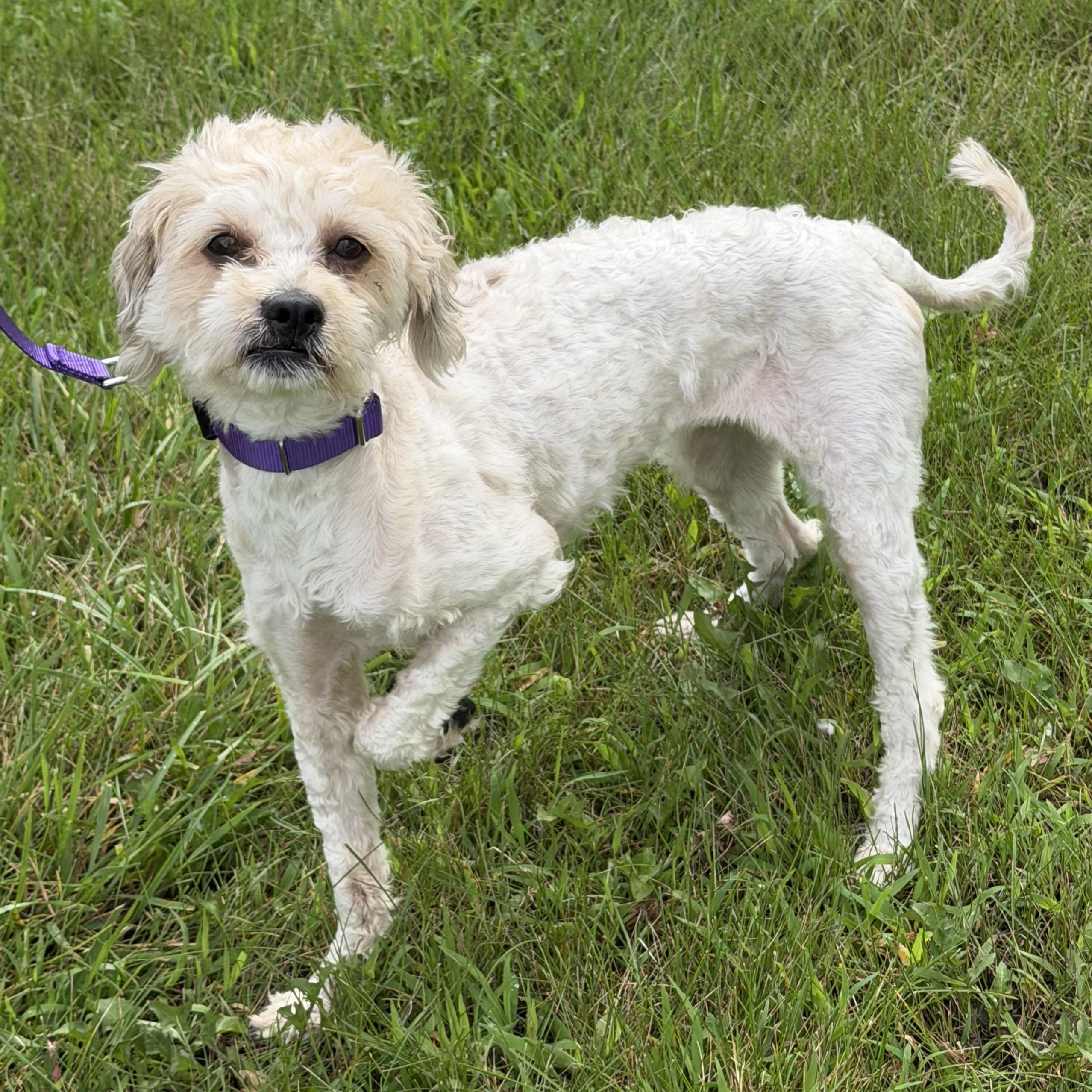 Enlarge Puff, an adopted mixed breed in Libertyville, IL image 2/3