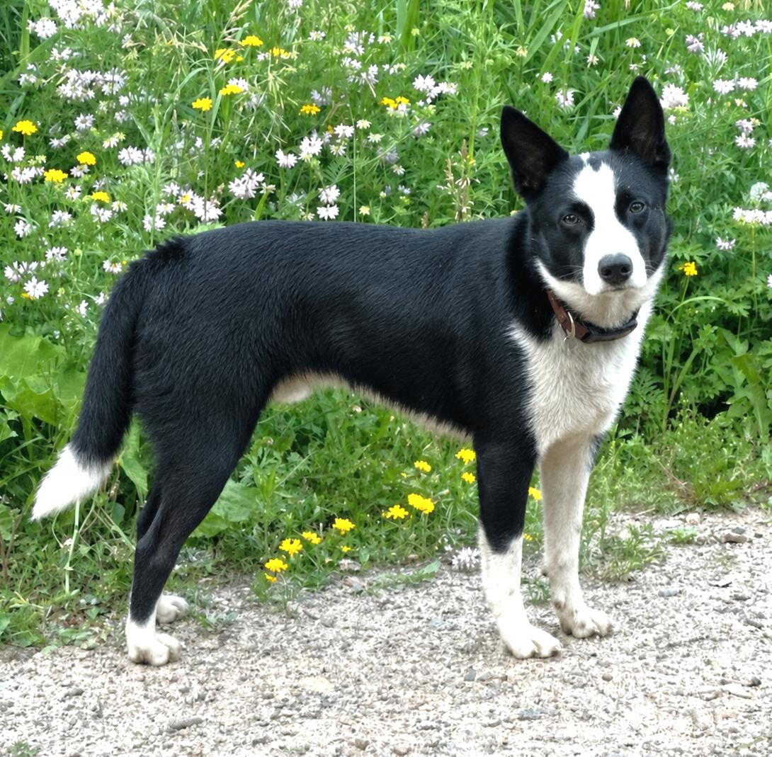 Burt, a ADOPTABLE mixed breed in Minneapolis, MN image 2/6