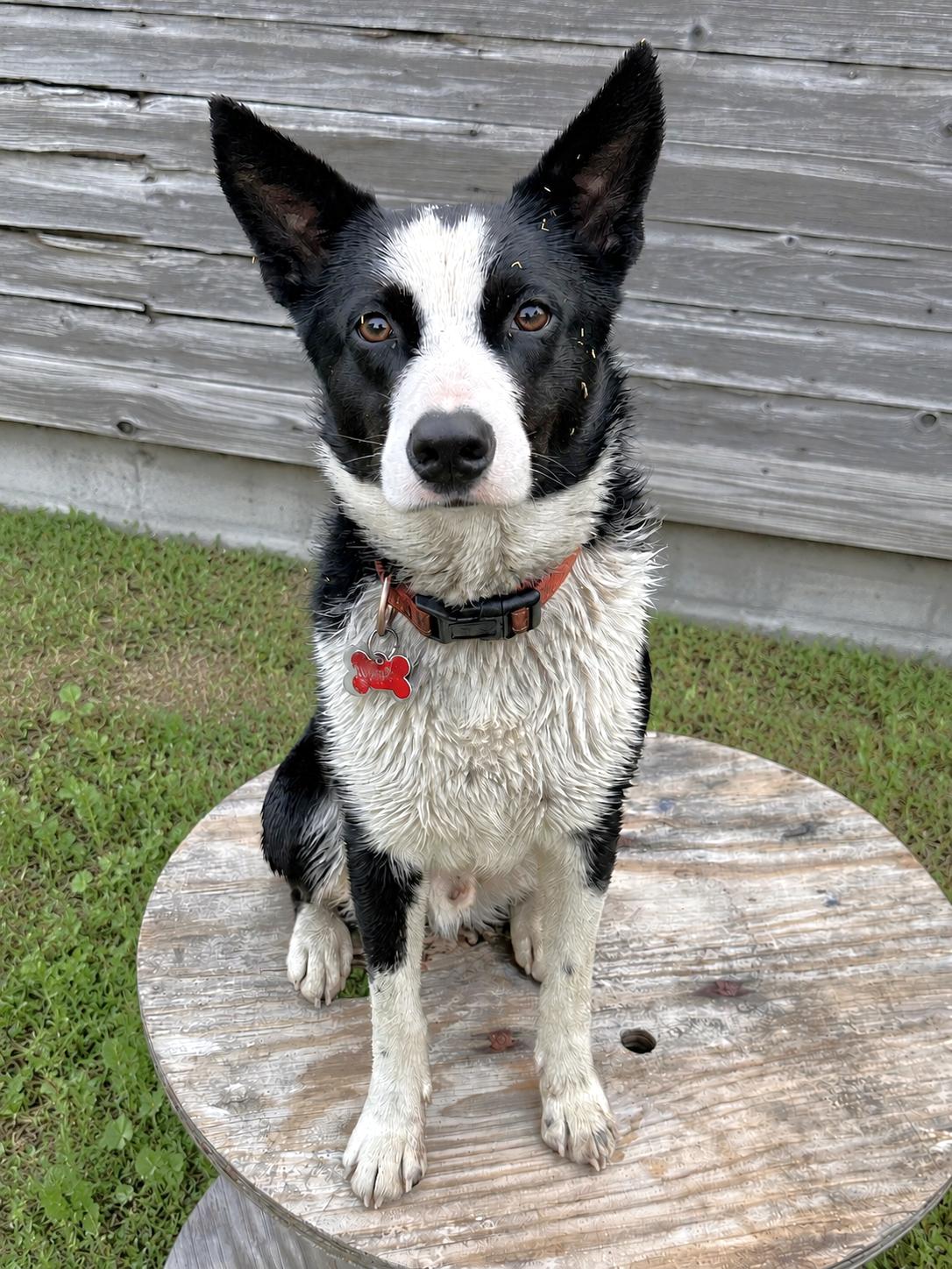 Burt, a ADOPTABLE mixed breed in Minneapolis, MN image 1/6