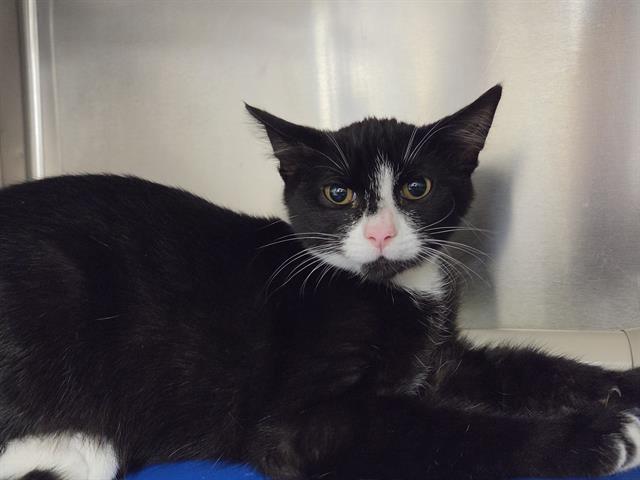 JELLY, Adoptable, Young Male Domestic Short Hair.
