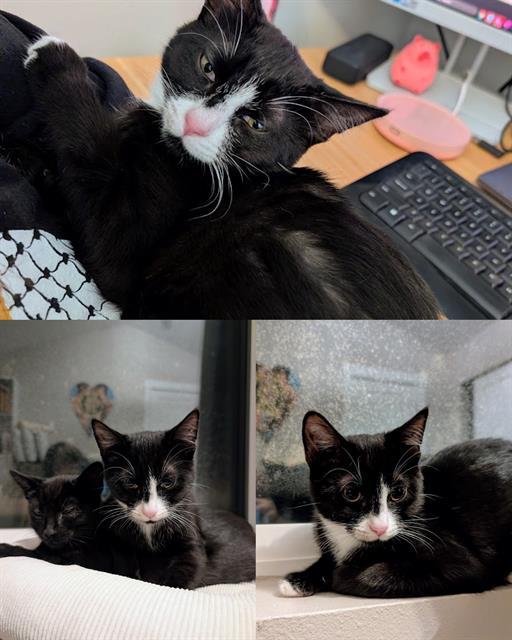 Enlarge JELLY, a Adoptable Domestic Short Hair in Kent, WA image 1/1
