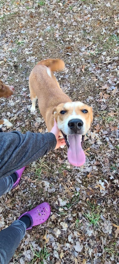 Enlarge Lilly, a Adoptable mixed breed in Linton, IN image 1/5