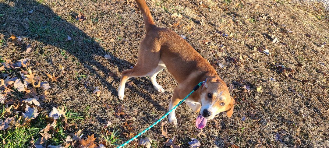 Enlarge Lilly, a Adoptable mixed breed in Linton, IN image 2/5