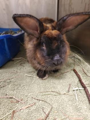 Viola, ADOPTABLE, Adult Female American.