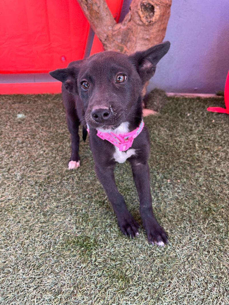 Dog for adoption Cool Mint, a Labrador Retriever & Husky Mix in