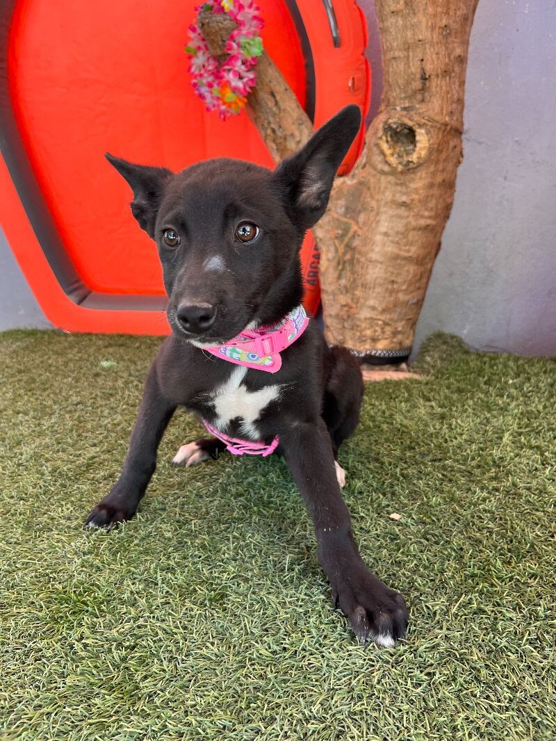 Dog for adoption Cool Mint, a Labrador Retriever & Husky Mix in