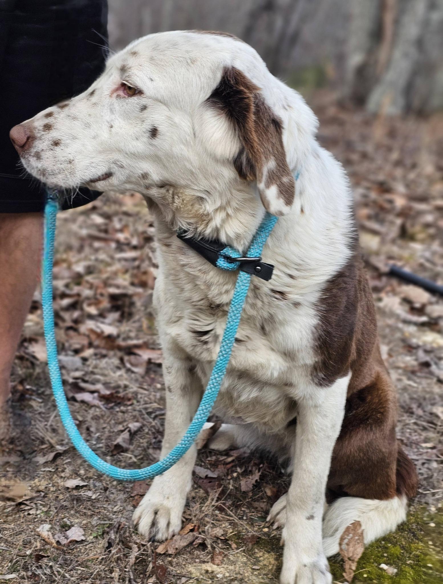 Enlarge Eyra, a ADOPTABLE mixed breed in Fort Payne, AL image 6/6