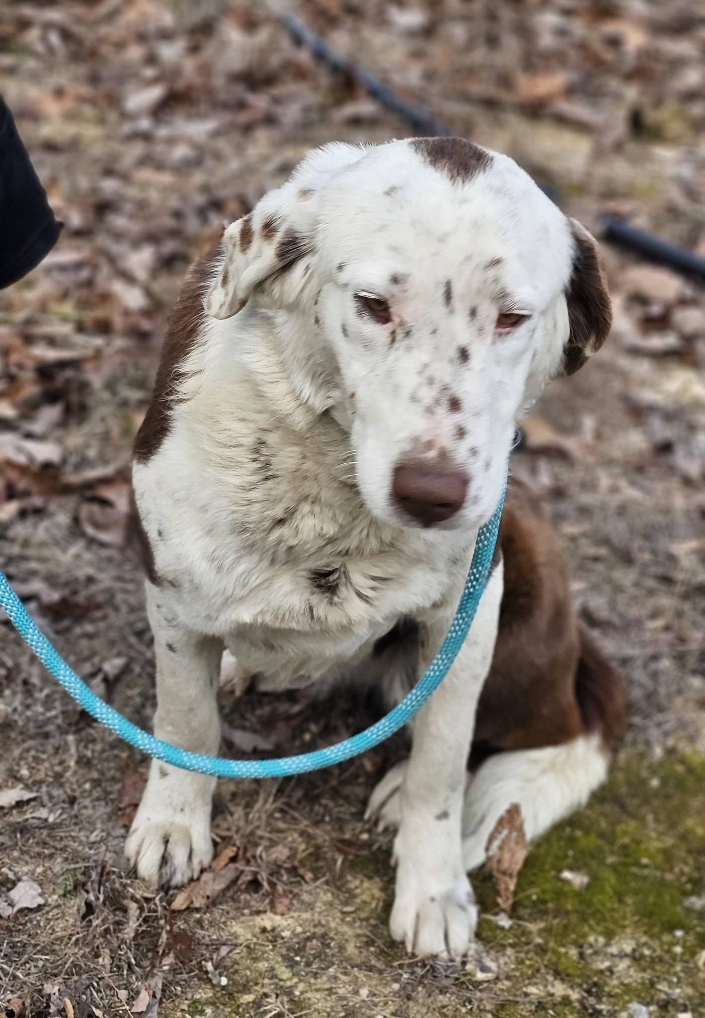 Enlarge Eyra, a ADOPTABLE mixed breed in Fort Payne, AL image 3/6