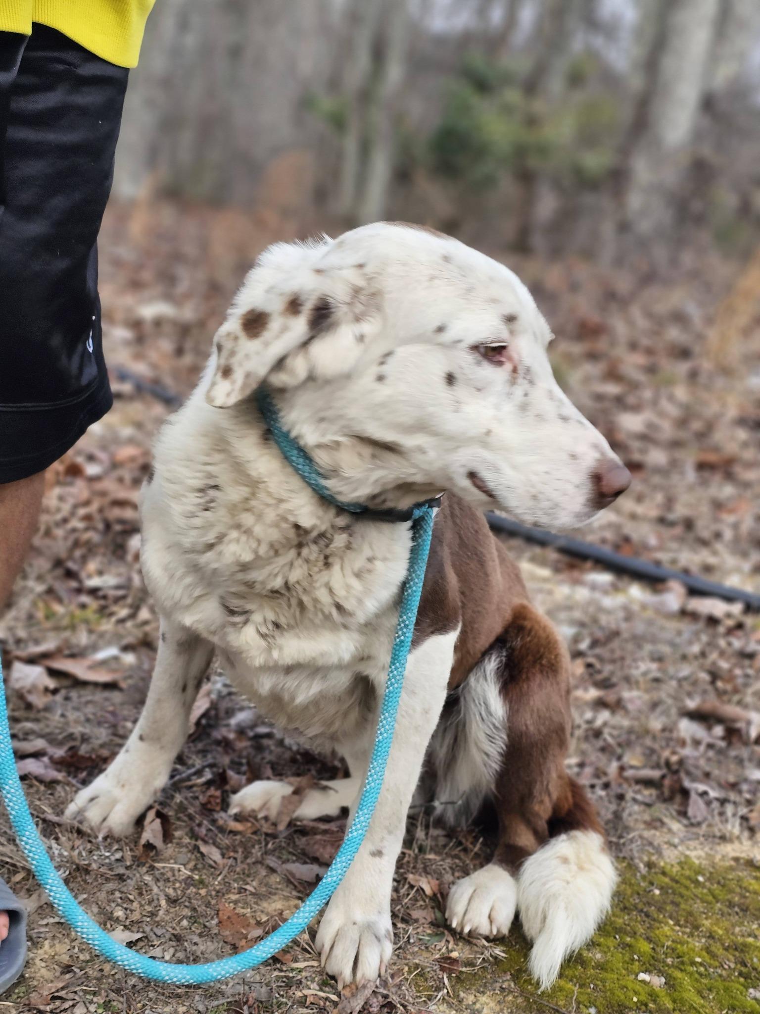 Enlarge Eyra, a ADOPTABLE mixed breed in Fort Payne, AL image 4/6