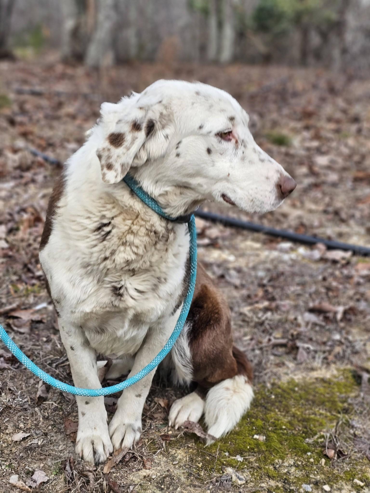 Enlarge Eyra, a ADOPTABLE mixed breed in Fort Payne, AL image 2/6