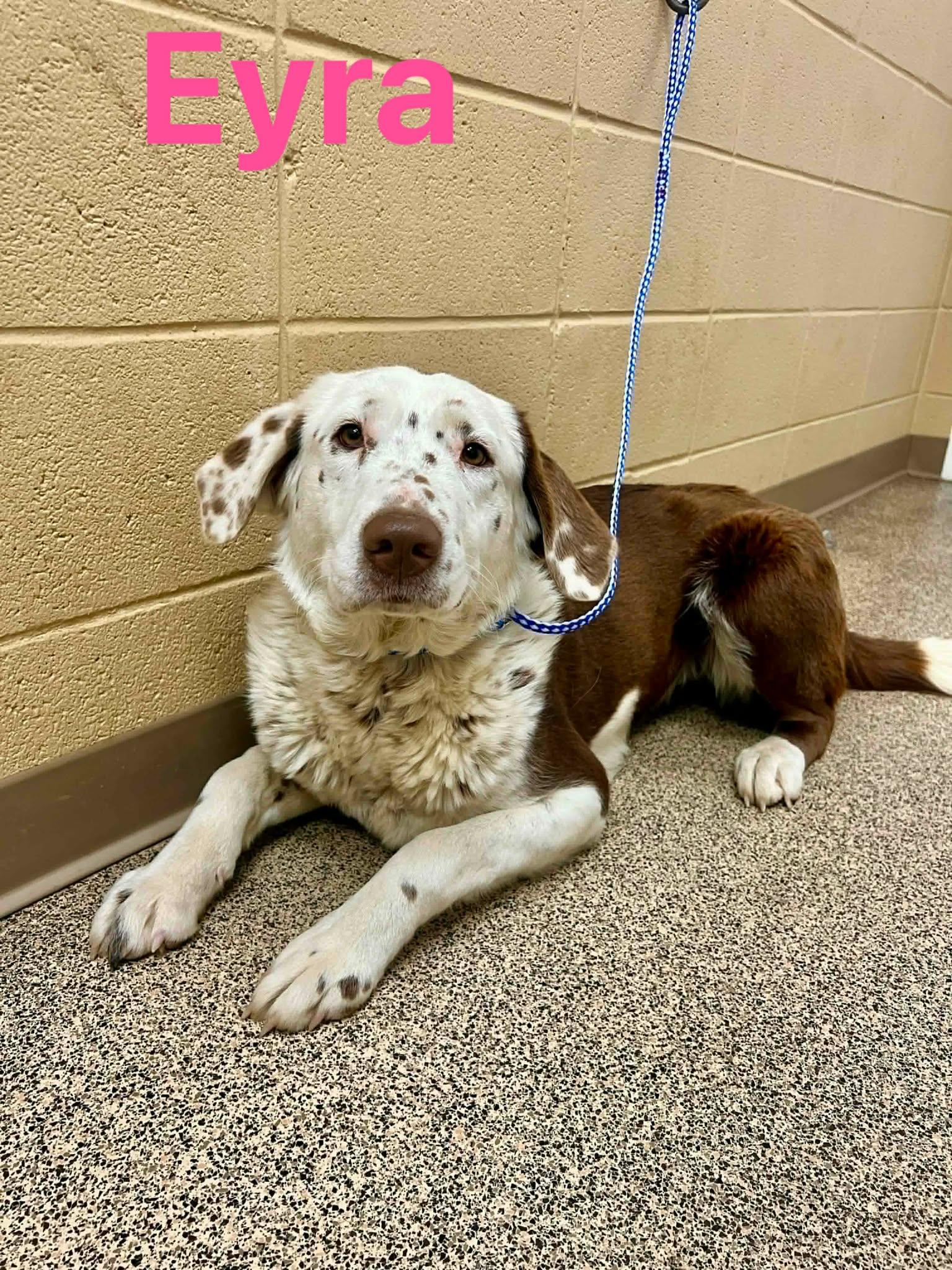 Eyra, ADOPTABLE, Adult Female Australian Cattle Dog / Blue Heeler & Great Pyrenees.