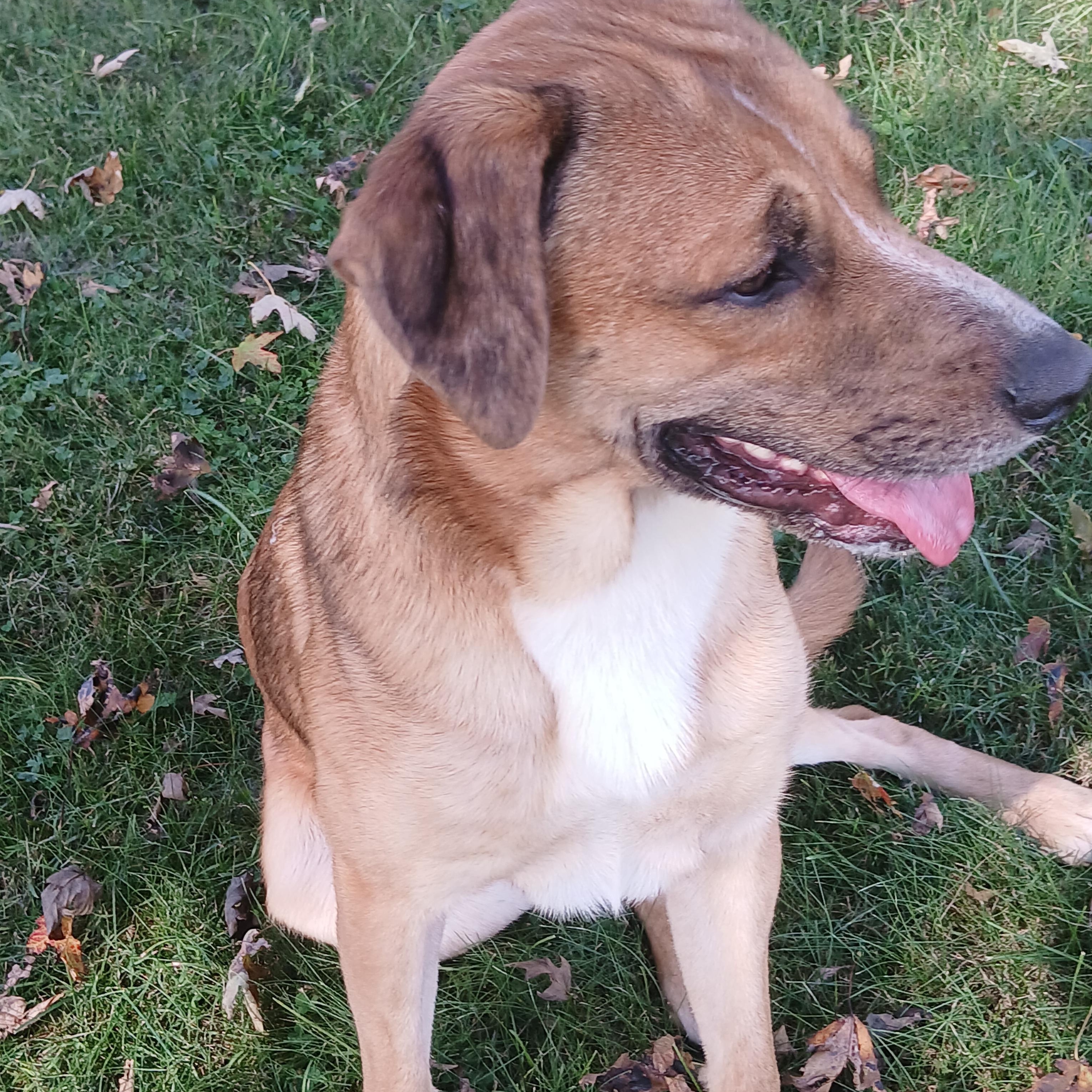 Enlarge Jax, a Adoptable mixed breed in Carey, OH image 4/6