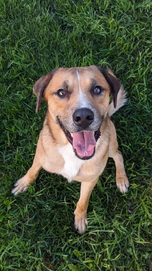 Jax, Adoptable, Young Male German Shepherd Dog.