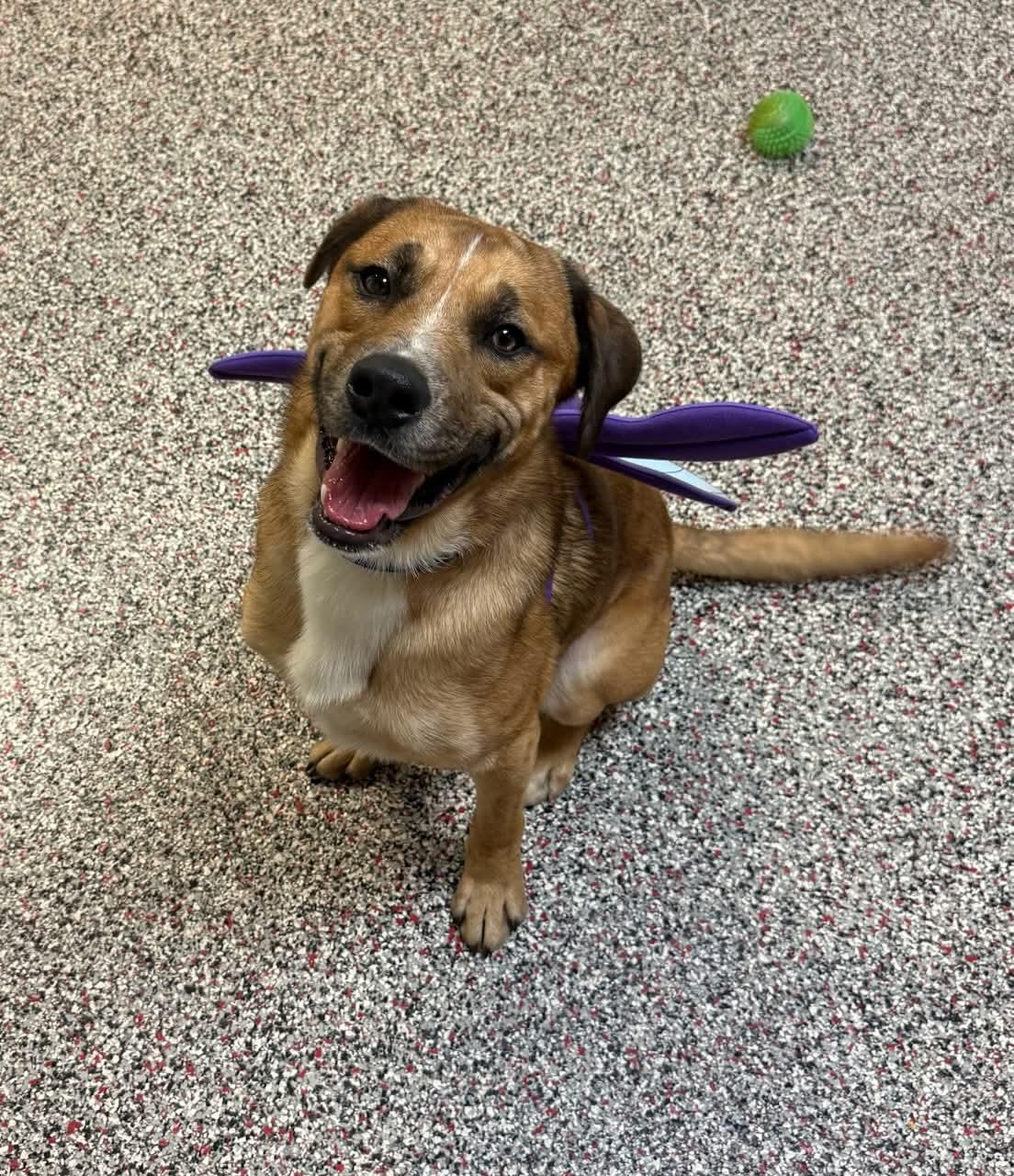 Enlarge Jax, a Adoptable mixed breed in Carey, OH image 2/2
