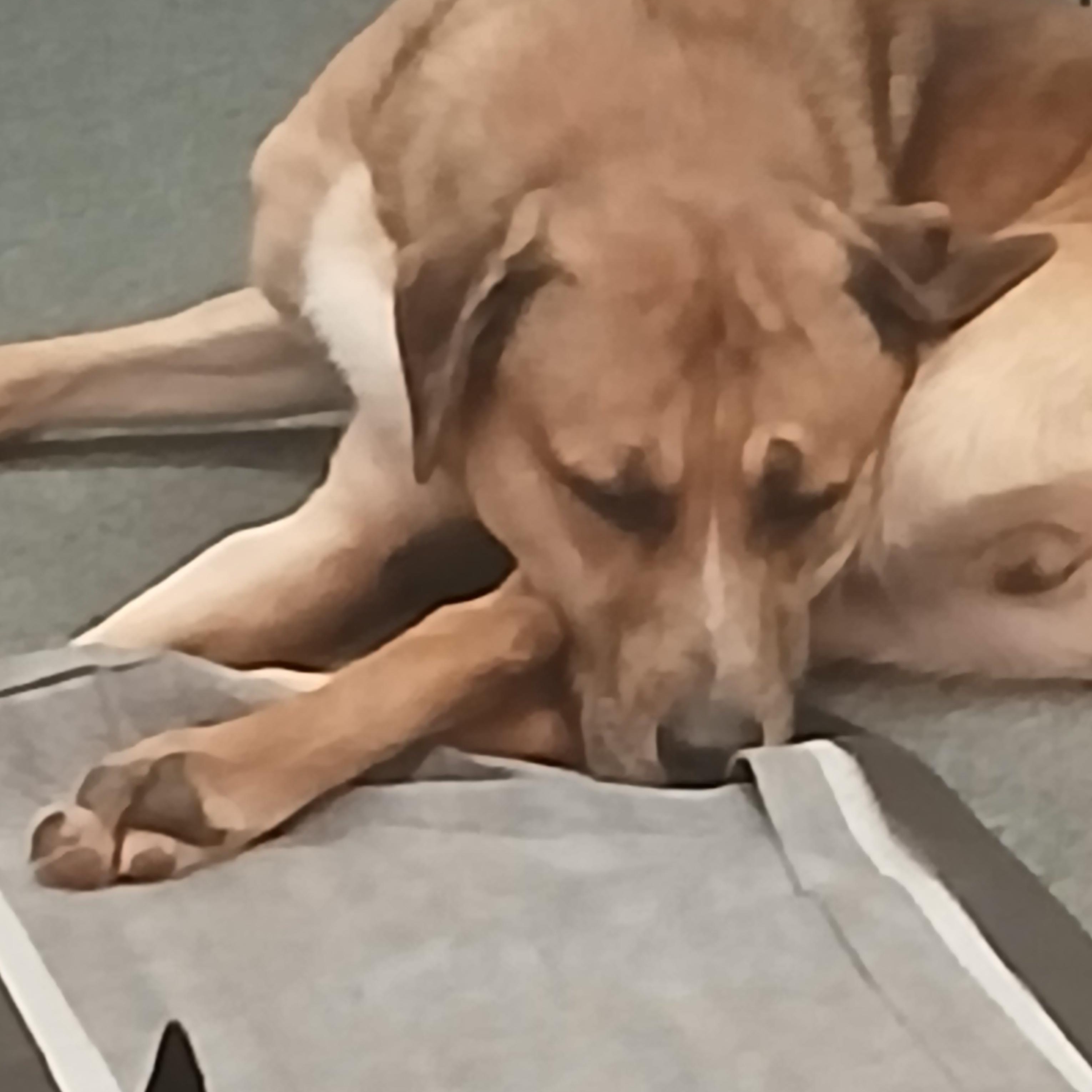 Enlarge Jax, a Adoptable mixed breed in Carey, OH image 6/6