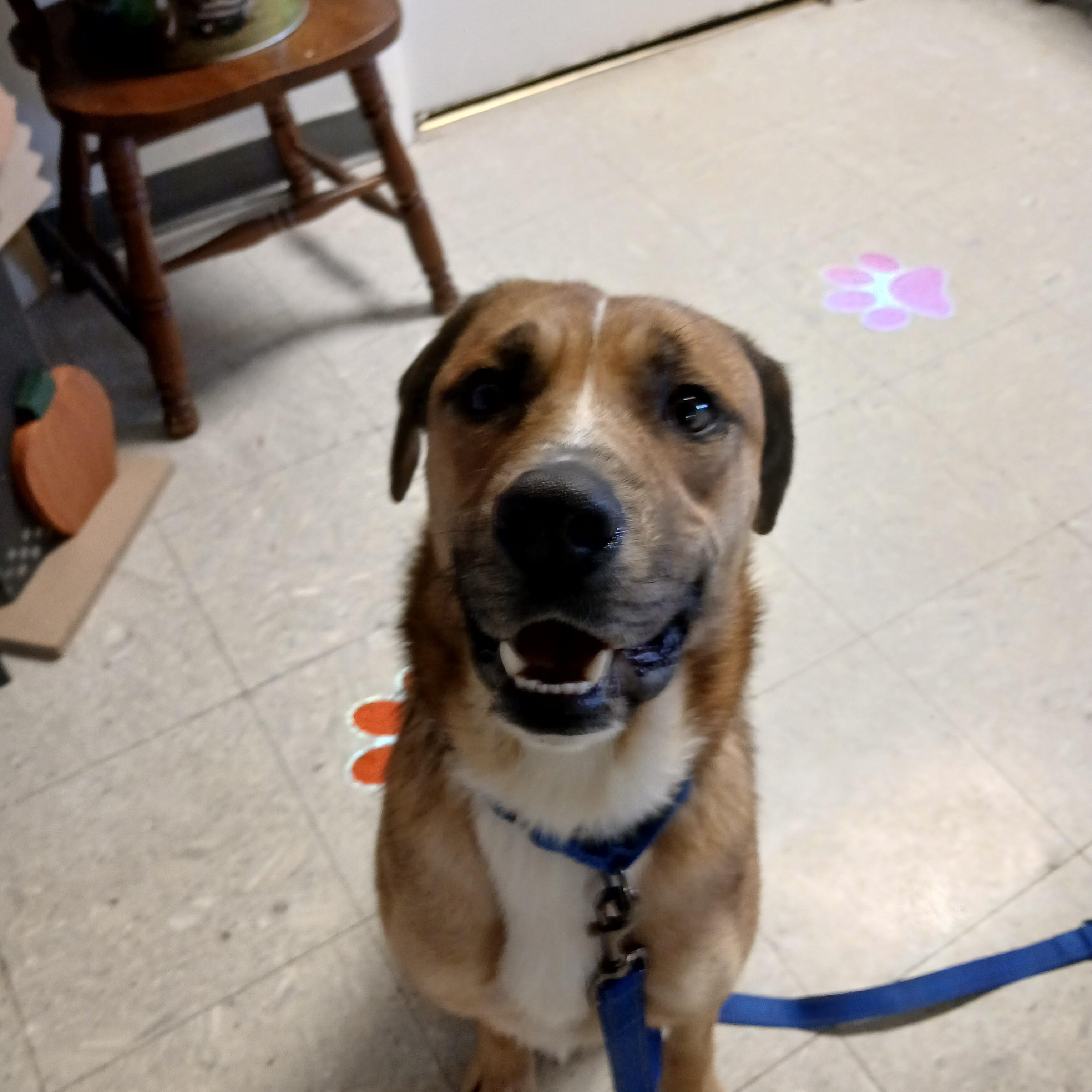 Enlarge Jax, a Adoptable mixed breed in Carey, OH image 5/6