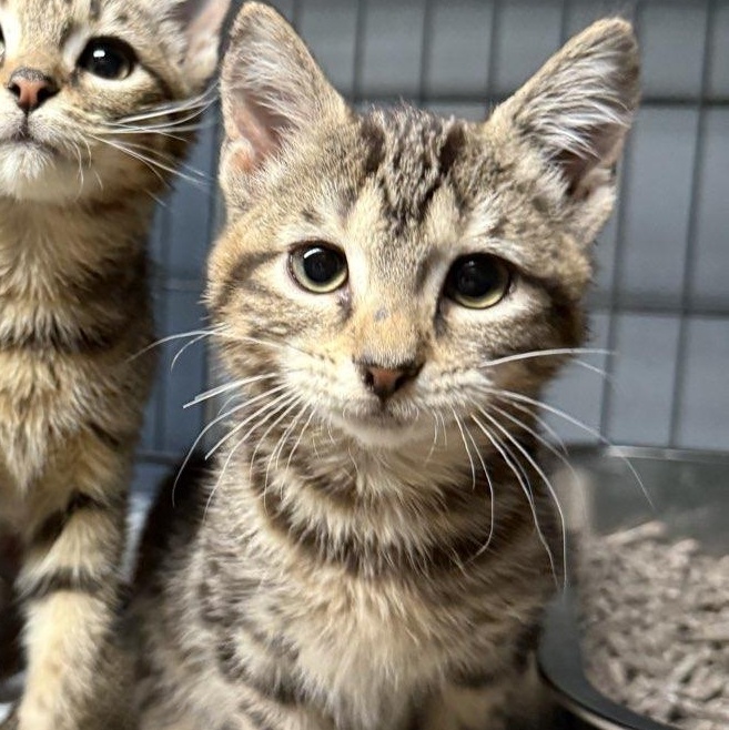 Enlarge Nyx, an adoptable American Shorthair in Bridgeville, PA image 1/1