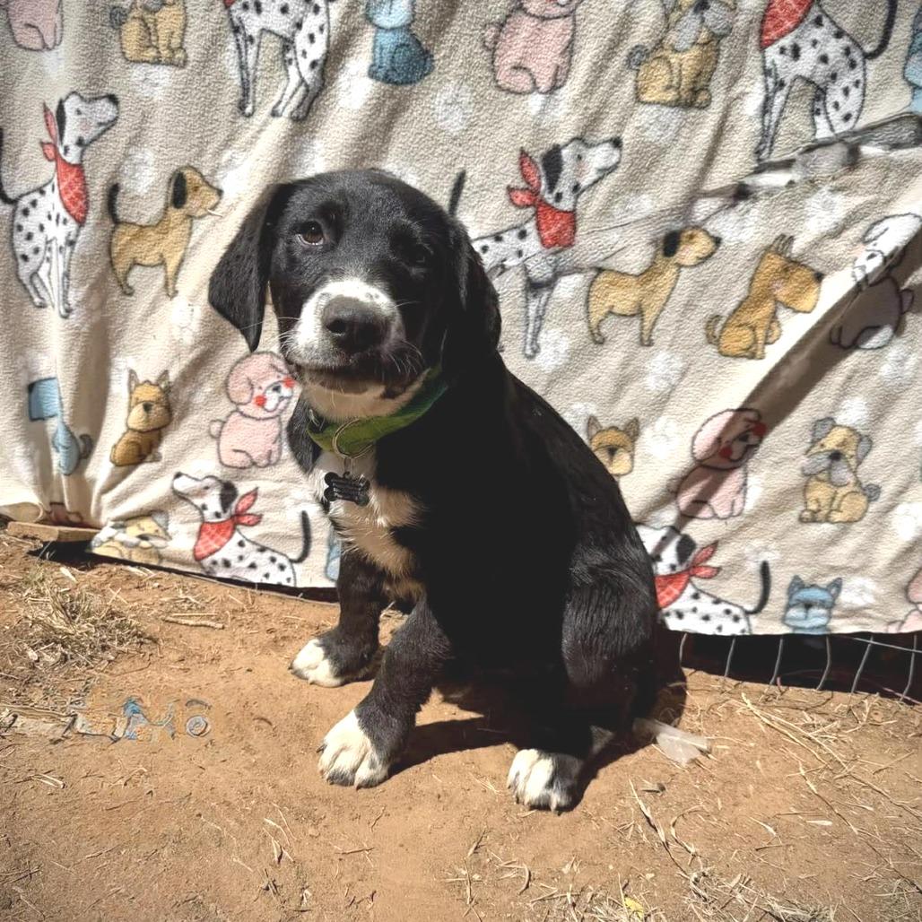 Chester, Adoptable, Puppy Male American Staffordshire Terrier & Hound.