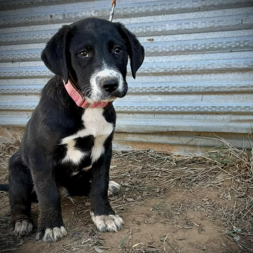Enlarge Chester, a Adoptable mixed breed in Pearsall, TX image 1/1