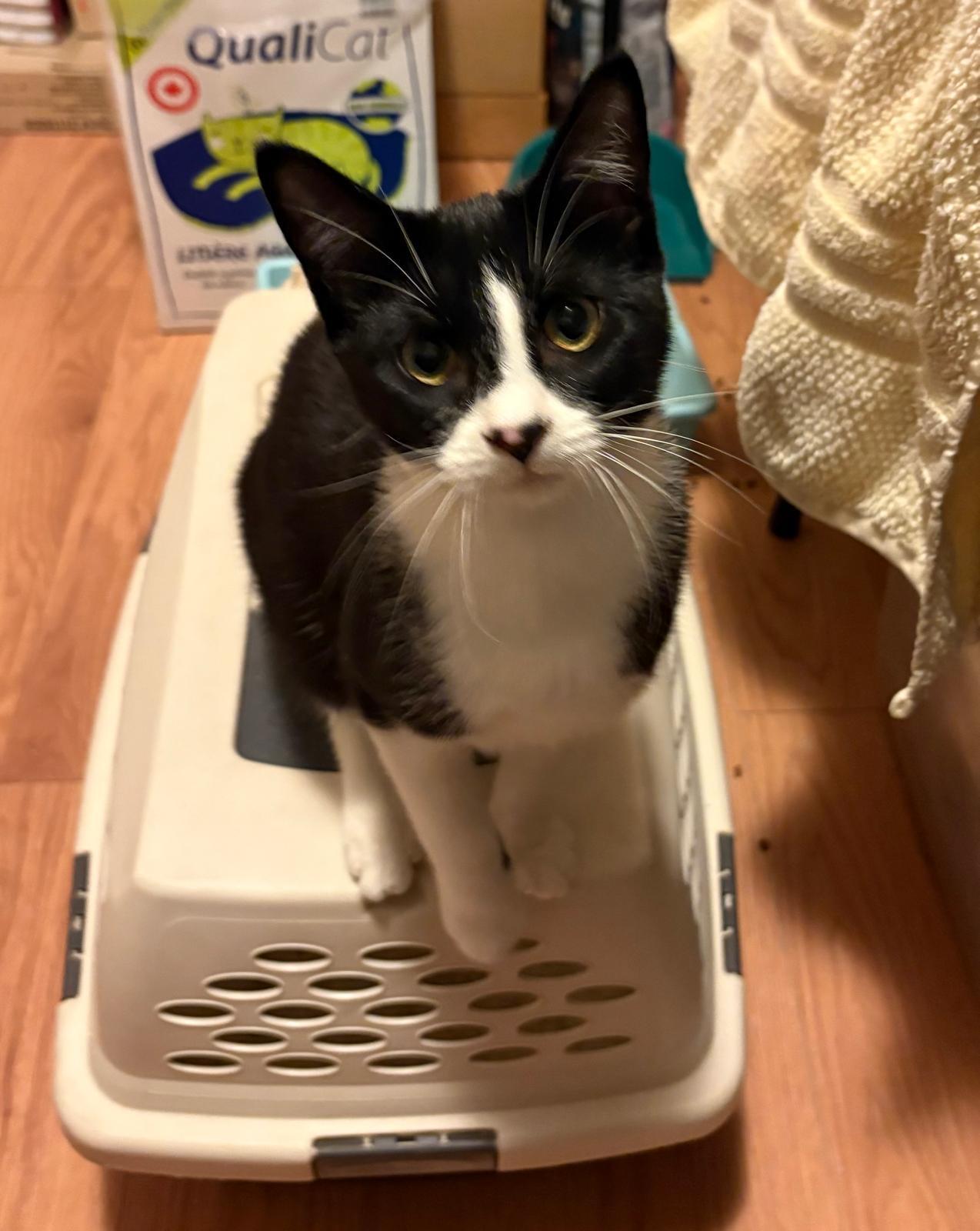 Enlarge Pixel, a Adoptable Domestic Short Hair in Mississauga, ON image 1/5