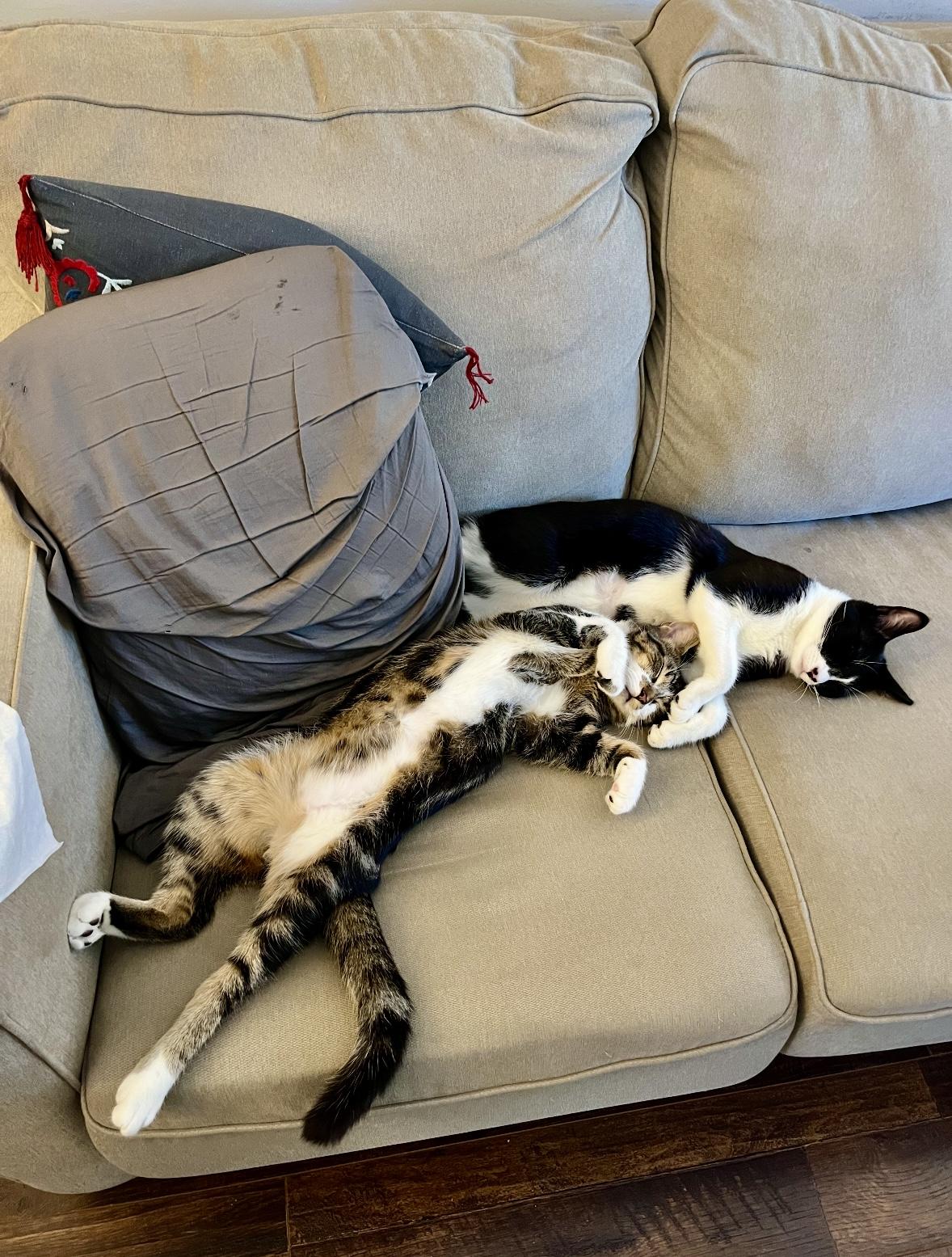 Enlarge Pixel, a Adoptable Domestic Short Hair in Mississauga, ON image 5/6