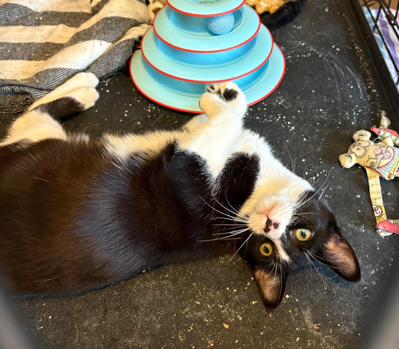 Enlarge Pixel, a Adoptable Domestic Short Hair in Mississauga, ON image 3/5