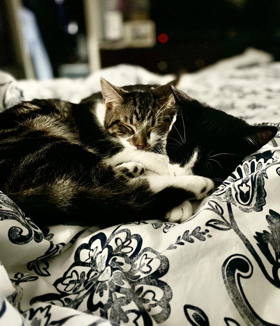 Enlarge Pixel, a Adoptable Domestic Short Hair in Mississauga, ON image 4/5