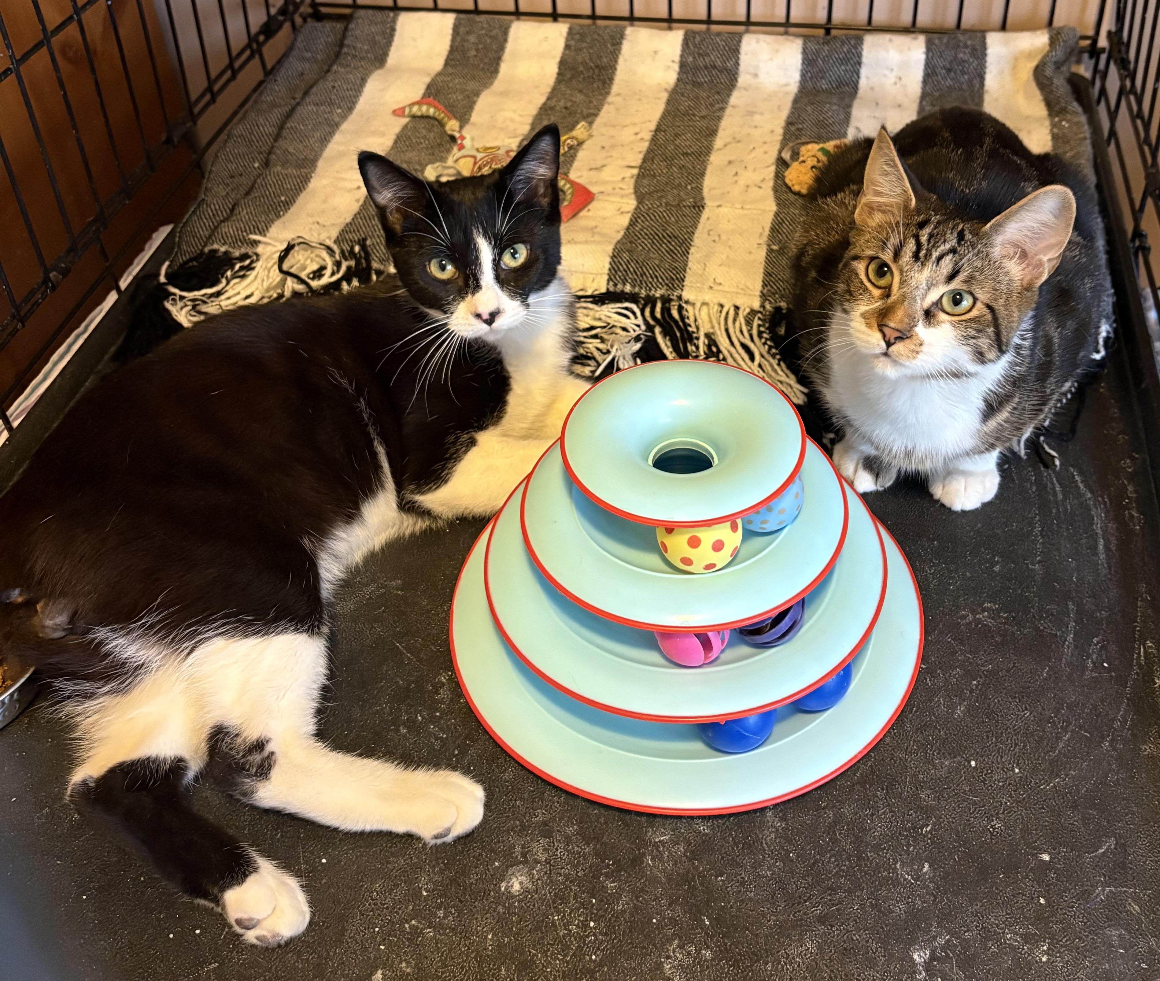 Enlarge Pixel, a Adoptable Domestic Short Hair in Mississauga, ON image 5/5