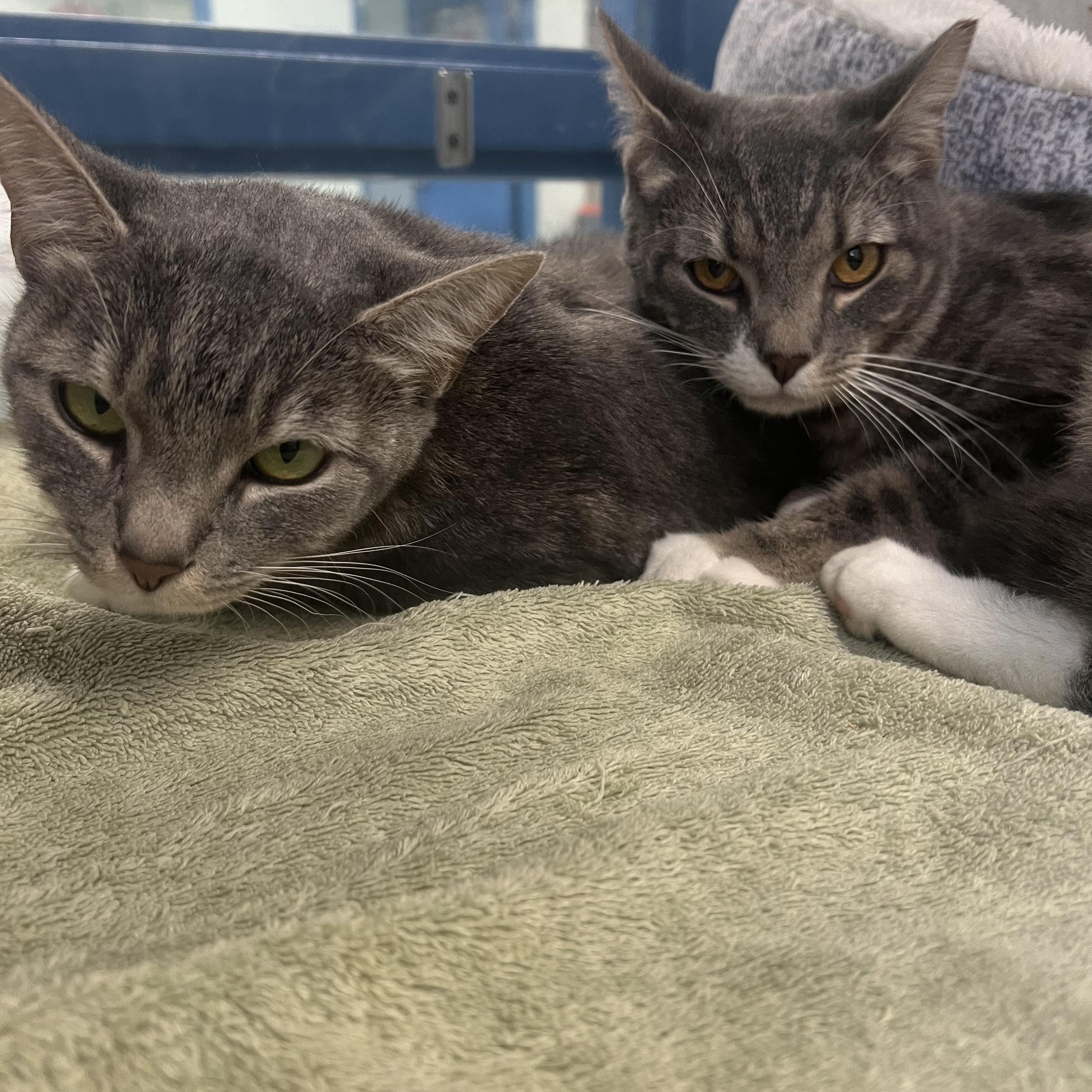 Enlarge Shadowmere & Eleven (Bonded Pair), a ADOPTABLE Domestic Short Hair in Berryville, VA image 1/5